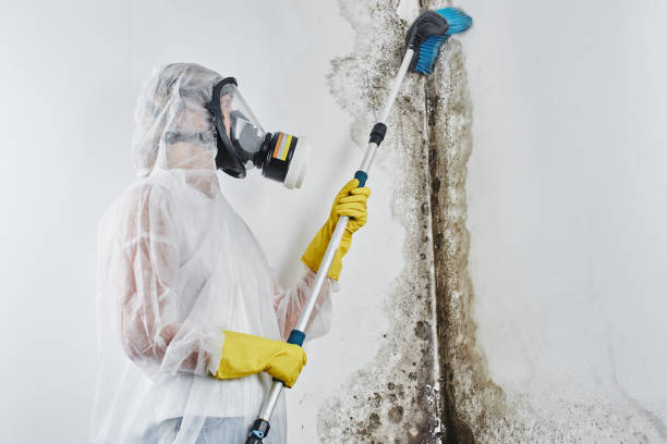 Attic Mold Removal in Hubbard, OH