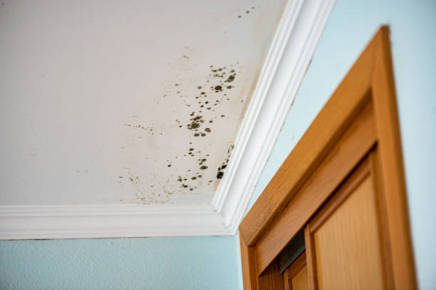 Best Best Mold Removal Companies  in Hubbard, OH