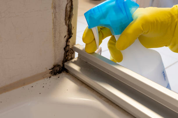 Best Black Mold Removal  in Hubbard, OH