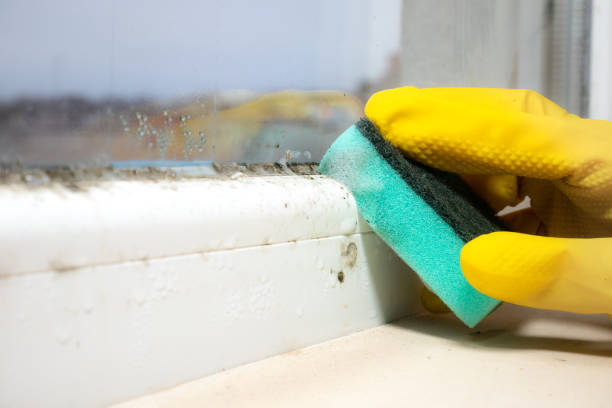 Best Mold Remediation  in Hubbard, OH