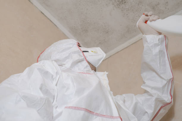 Best Mold Remediation Experts  in Hubbard, OH