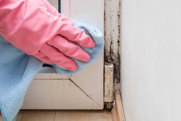Best Commercial Mold Removal  in Hubbard, OH