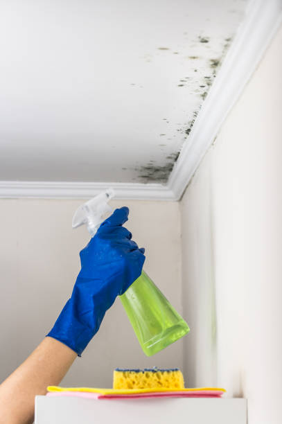 Best Fast Mold Removal  in Hubbard, OH