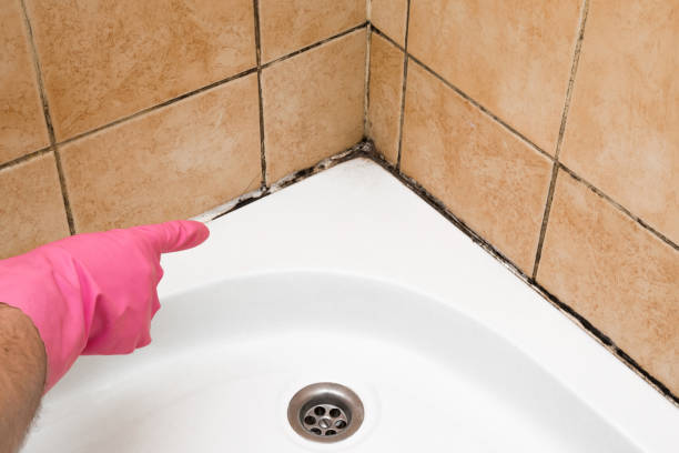 Best Commercial Mold Removal  in Hubbard, OH